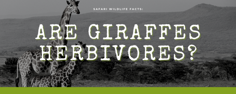 Safari Wildlife Facts: Are Giraffes Herbivores?