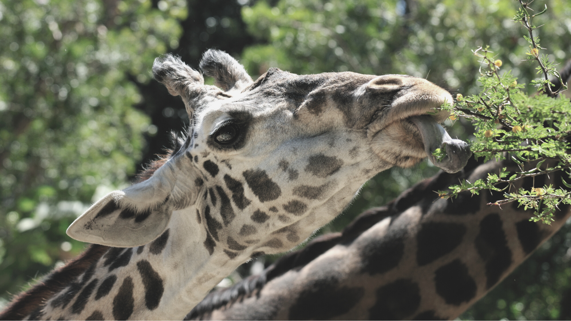 giraffe using tongue to eat a branch