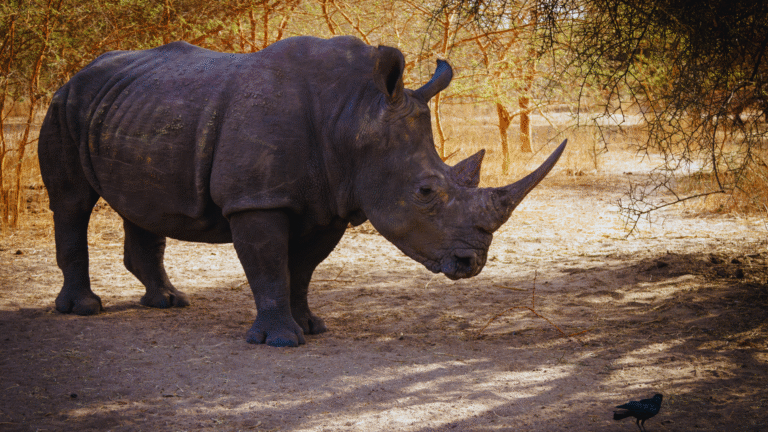 The Lesser-Known African Parks Worth Visiting for Unique Wildlife Experiences